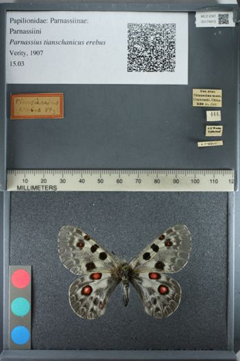 Media type: image;   Entomology 174915